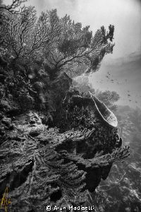 b/w conversion Coral and sponge by Arun Madisetti 